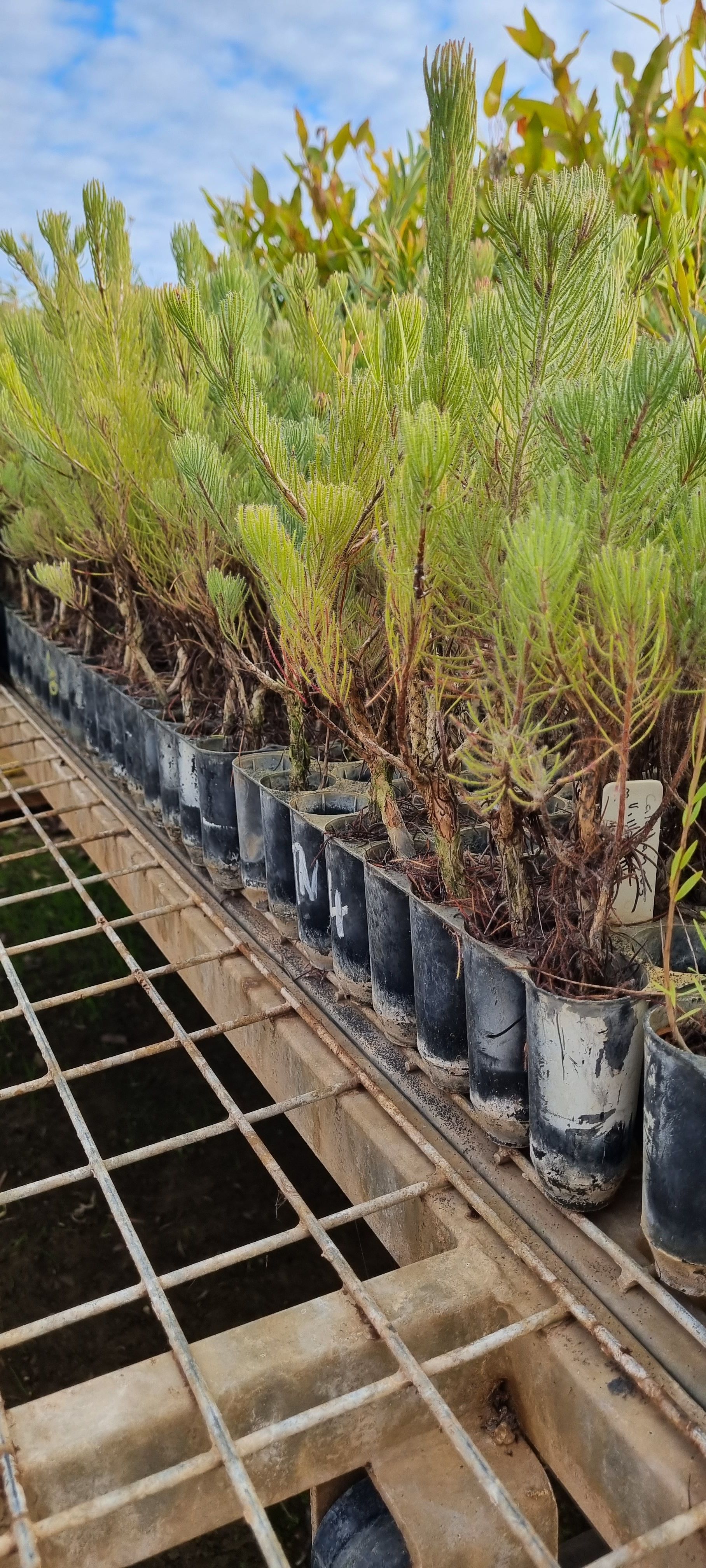 Media release - Tree change: Mitchell Highway soon to be greener between Dubbo and Narromine  Main Image